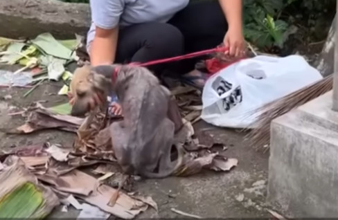 Currently, efforts are underway to save ...