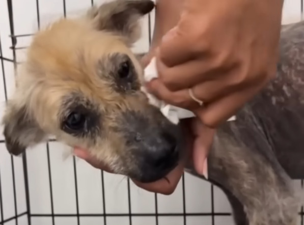 Extra image from article