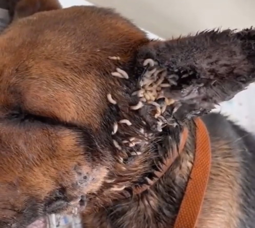 Surrounded by the overwhelming stench an...