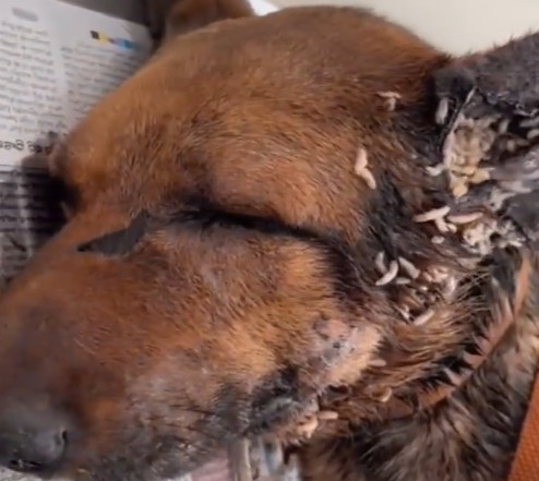 Handling him with the utmost care, the v...