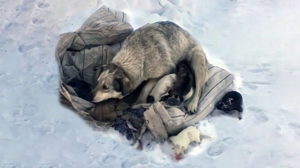 Realizing the precarious situation, the ...