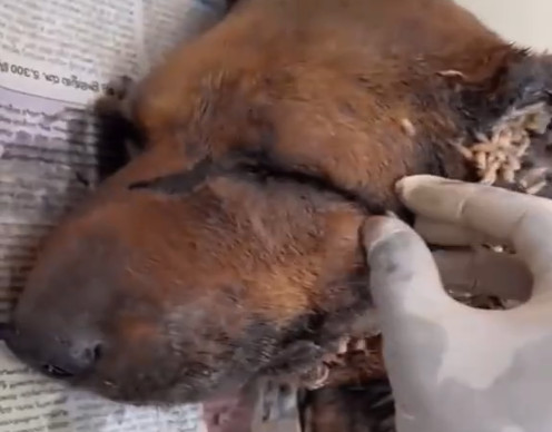 What began as a tale of neglect turned i...