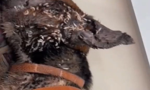 Extra image from article