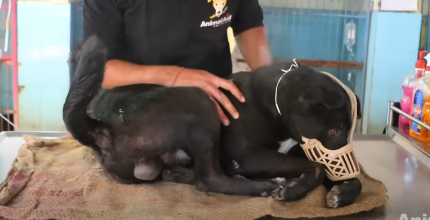 Throughout this period, Trooper remained...