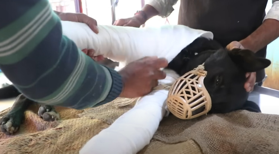 Today, Trooper runs and plays with an ex...