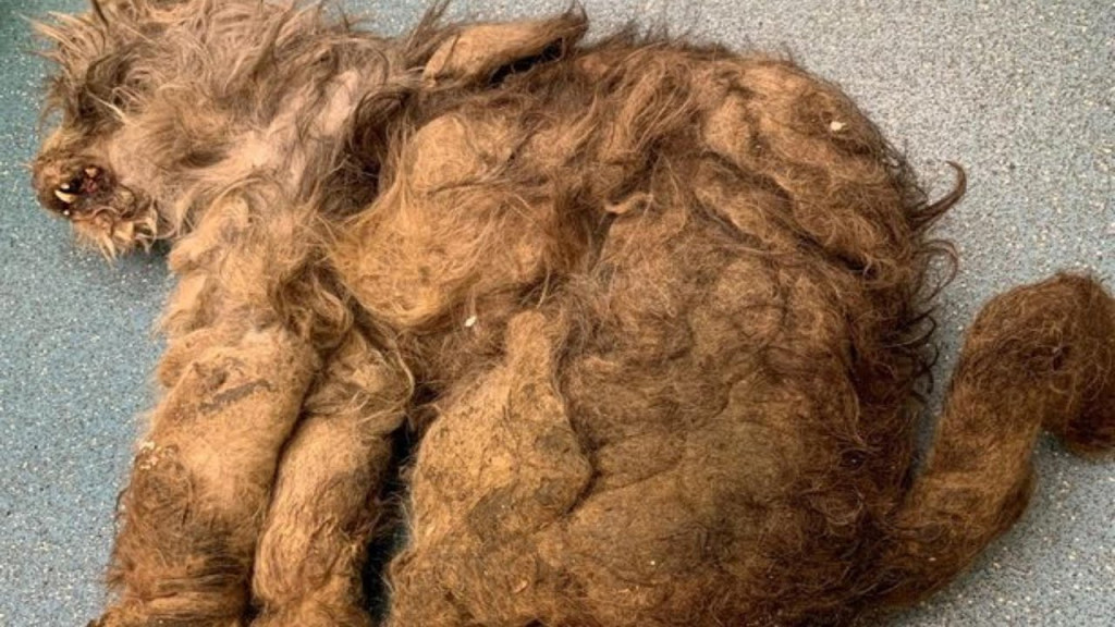 The dog, affectionately named Glory, was...