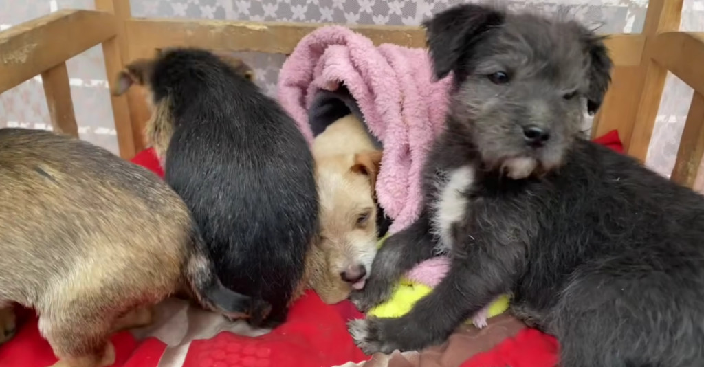 Extra image from article