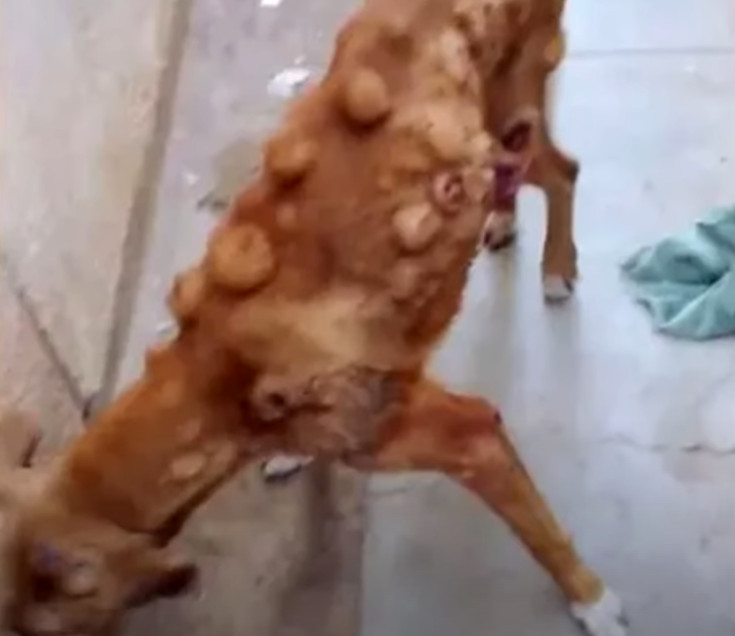 In his final days, the dog knew love, co...