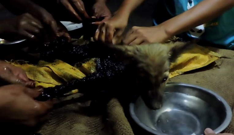 Once freed, the puppy expressed its reli...