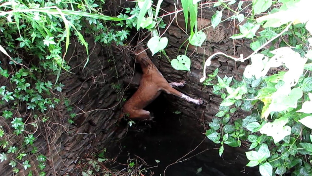 As the dog fell, memories of better time...