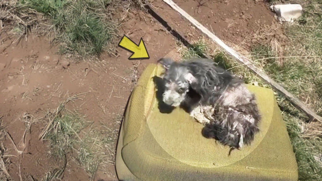 The harsh elements had taken a toll on h...