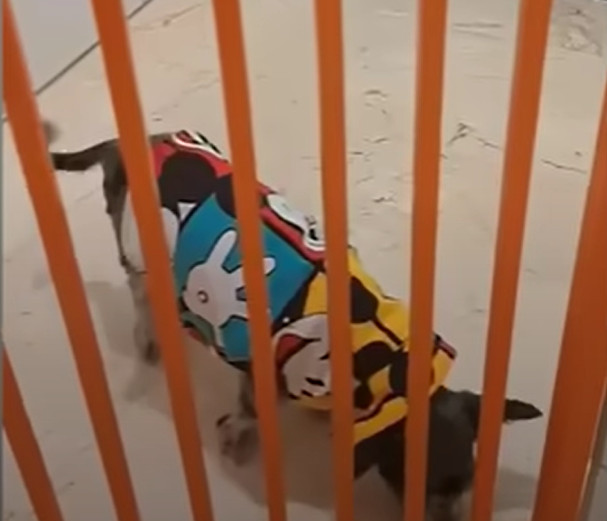 Extra image from article