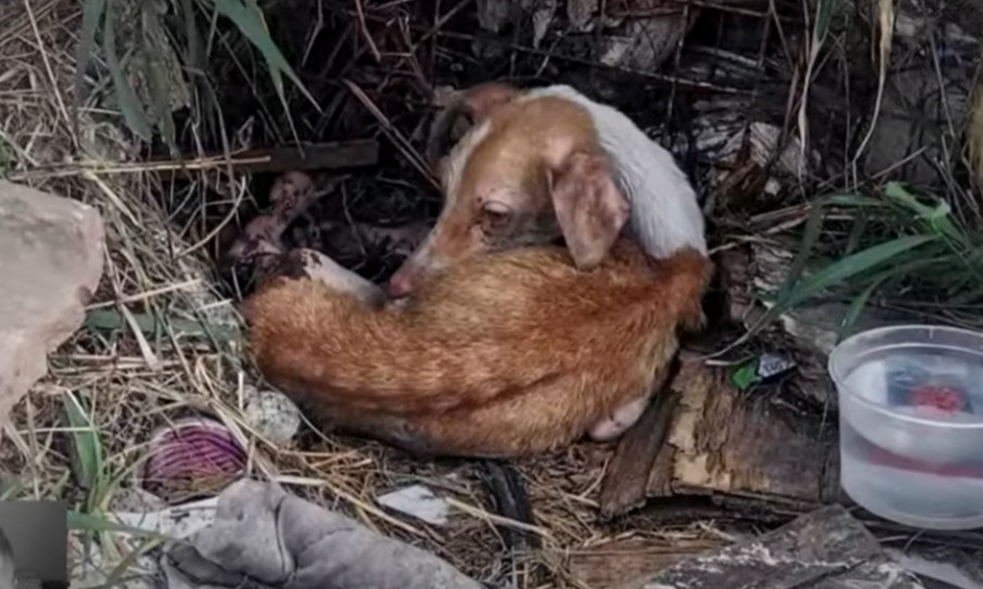 At the veterinary clinic they rushed to,...