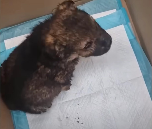 At only two months old, Bublik quickly a...