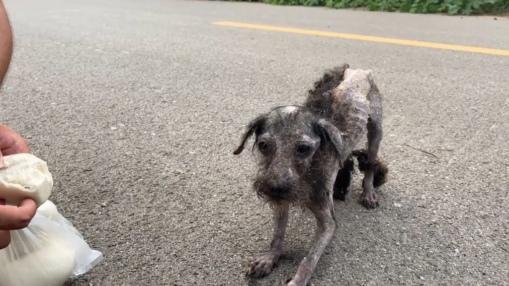 When the dog spotted some food, it insti...