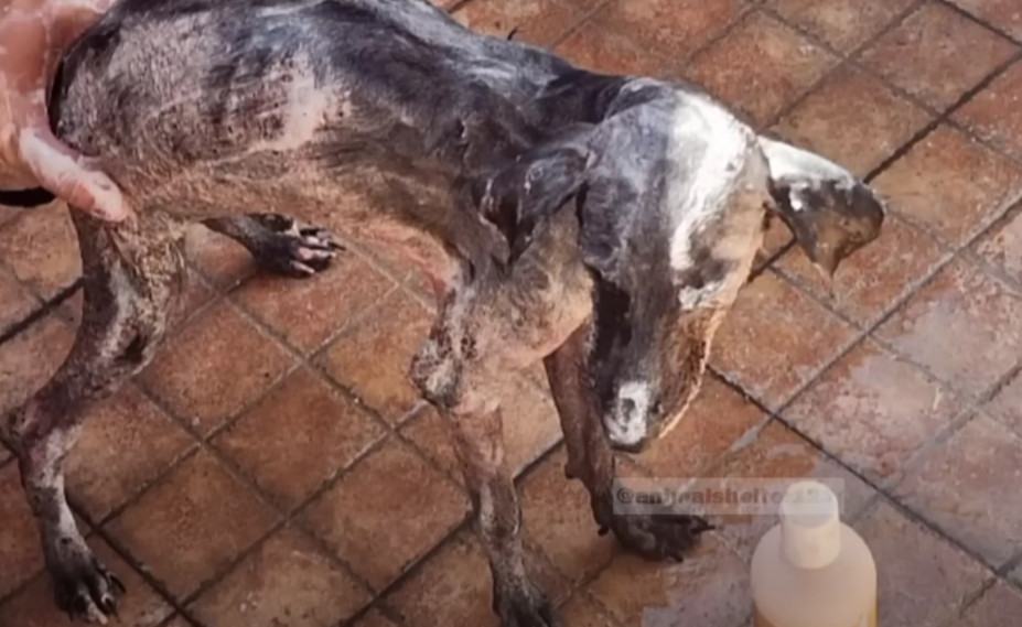 Through dedicated effort and tender care...