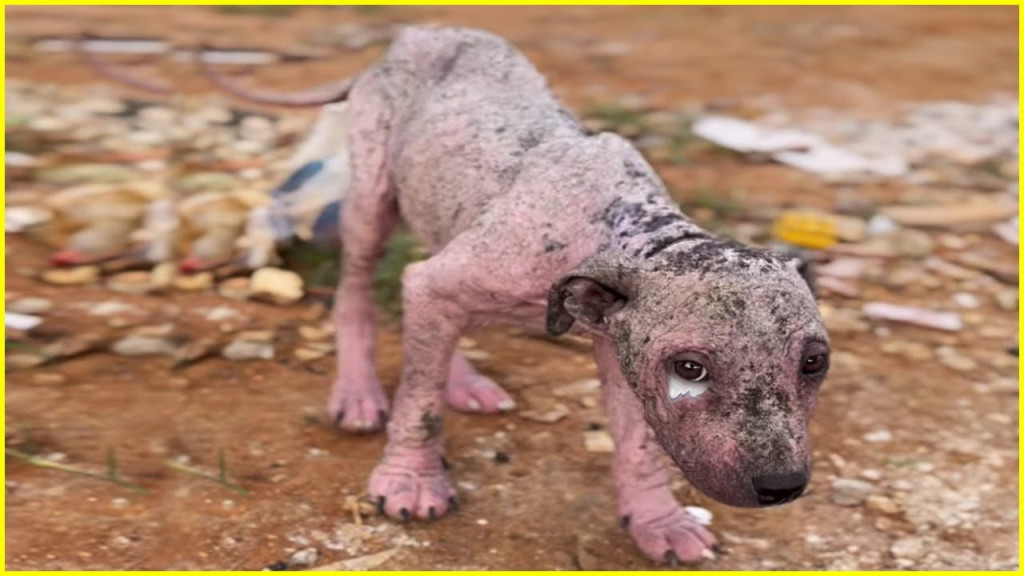 Paulinho was abandoned shortly after bir...