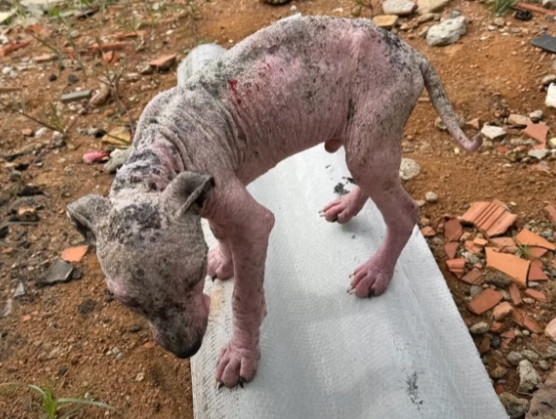 Extra image from article