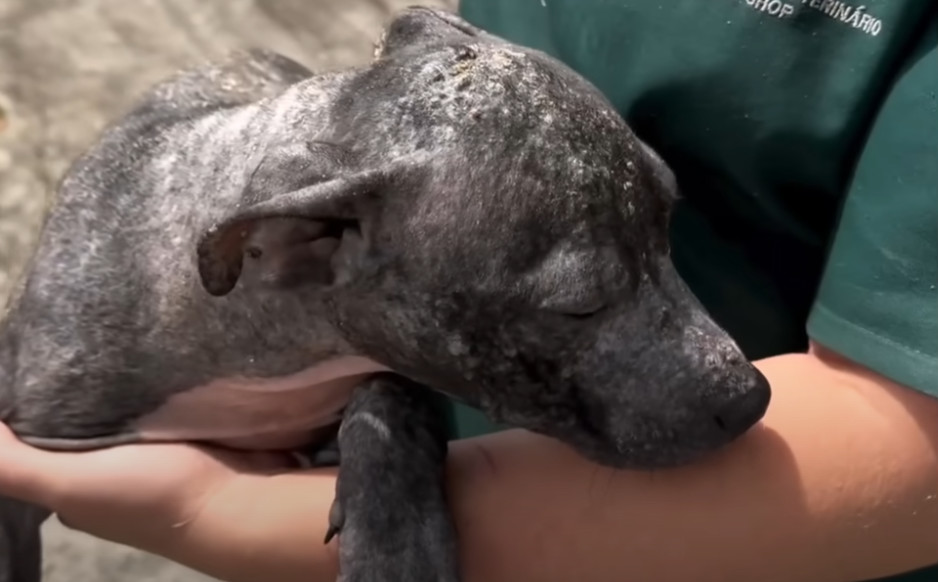 Extra image from article