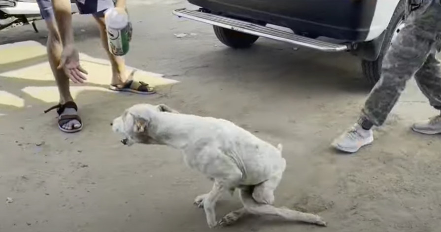The bond between the dog and his rescuer...