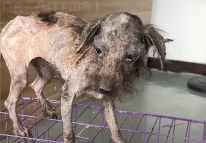 The dog was taken to a veterinarian, who...