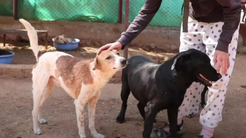 Extra image from article