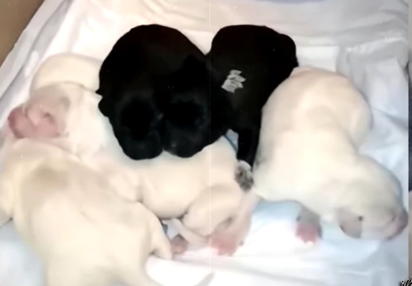 The entire dog family was then transport...