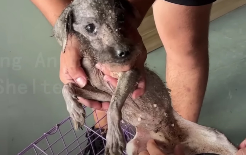 In the days following, the dog's rehabil...