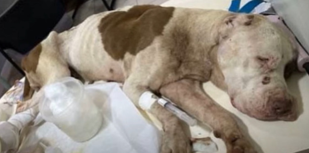 Remarkably, despite all she had endured,...