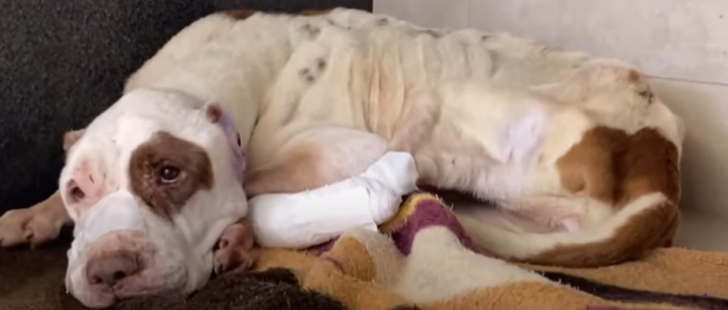 Once fully recovered, Iris was ready to ...