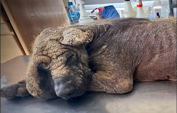 The sight of Benji’s emaciated body was ...