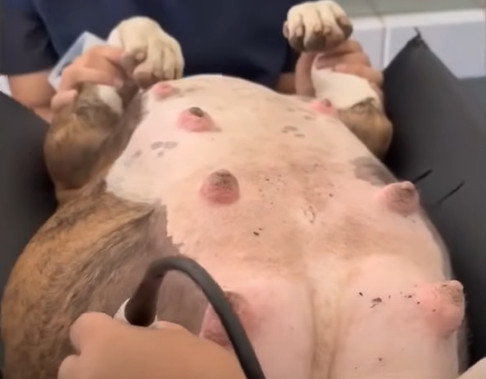When rescuers finally arrived, they foun...
