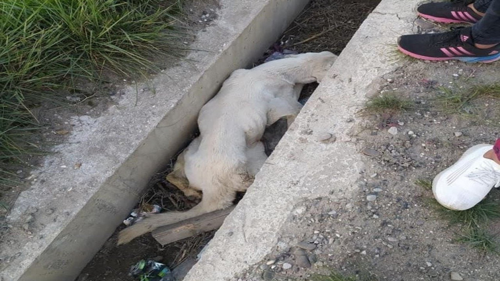 Upon seeing her, Mira, a rescuer from th...