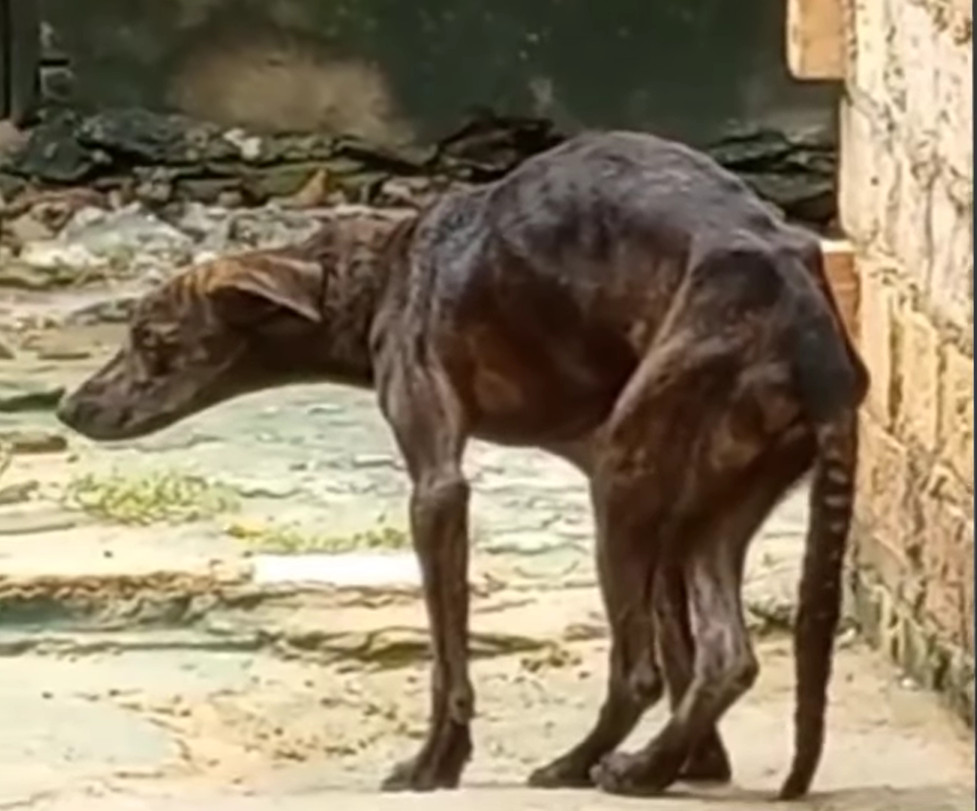 Extra image from article