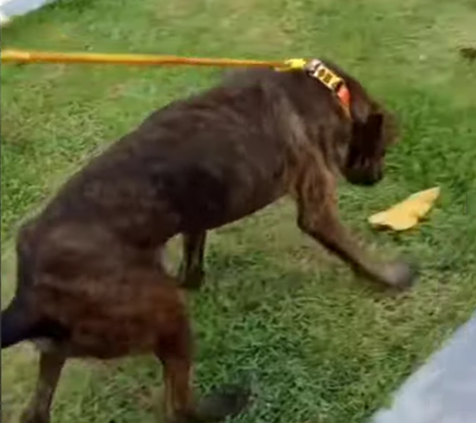 Extra image from article