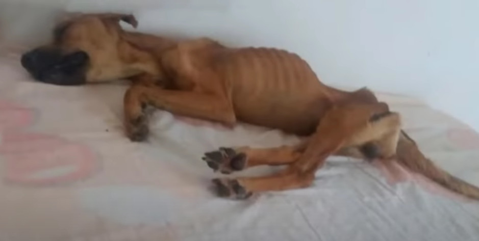 Over the following days, Alan began to i...