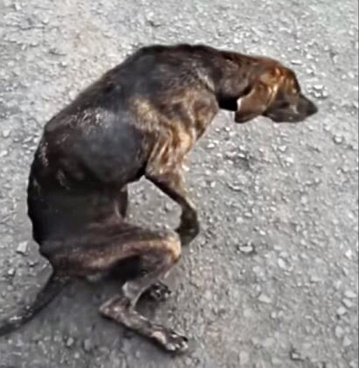 Once a creature full of life, the dog no...