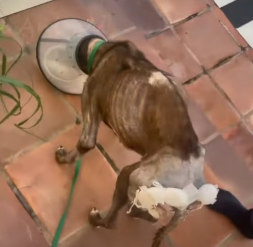 Upon arriving at the veterinary clinic, ...