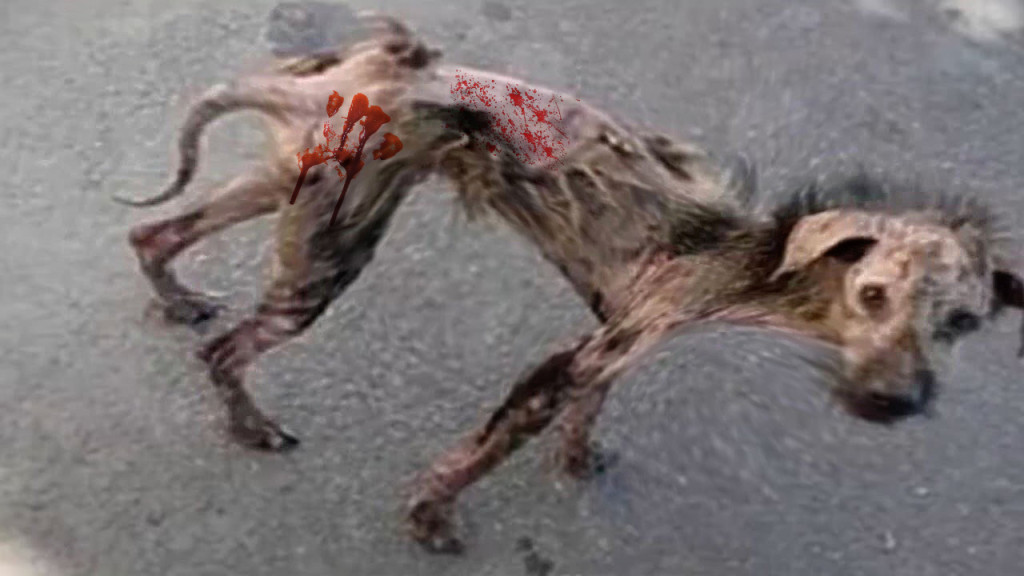 Lost and fearful, the dog roamed the str...