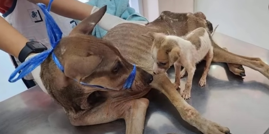 Gathering the mother and her puppy into ...