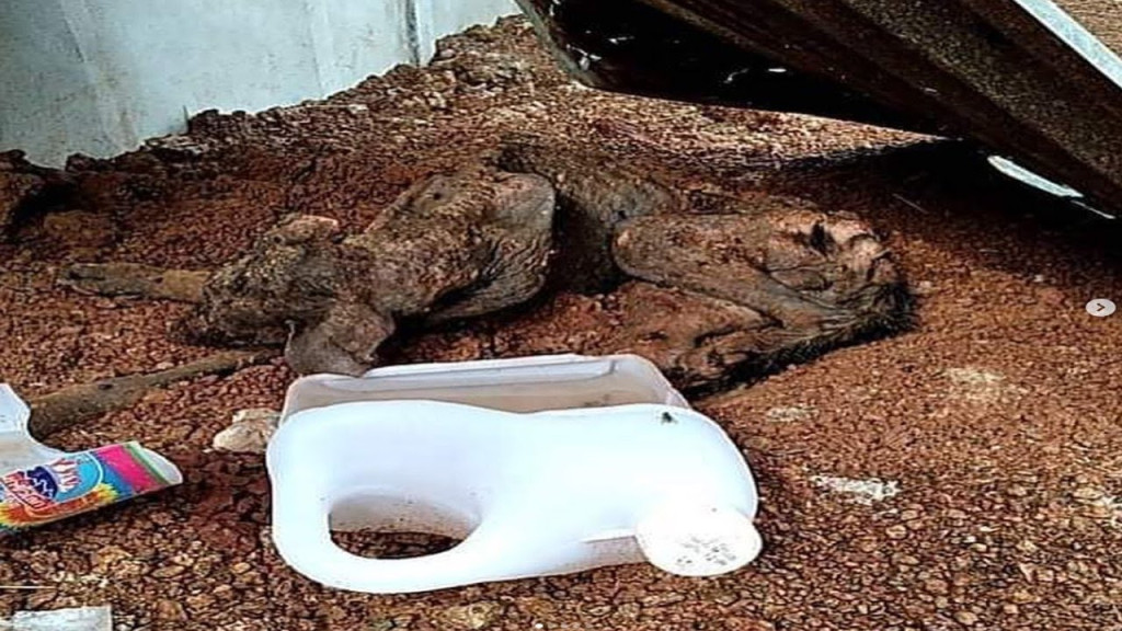 I rushed Hope to the hospital, where he ...