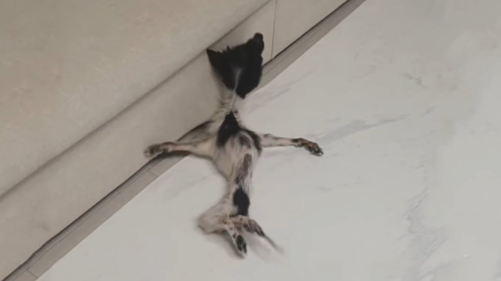 Thankfully, a kind-hearted individual no...