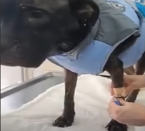 Extra image from article