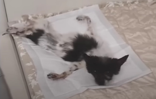 This once-stray dog became an integral m...