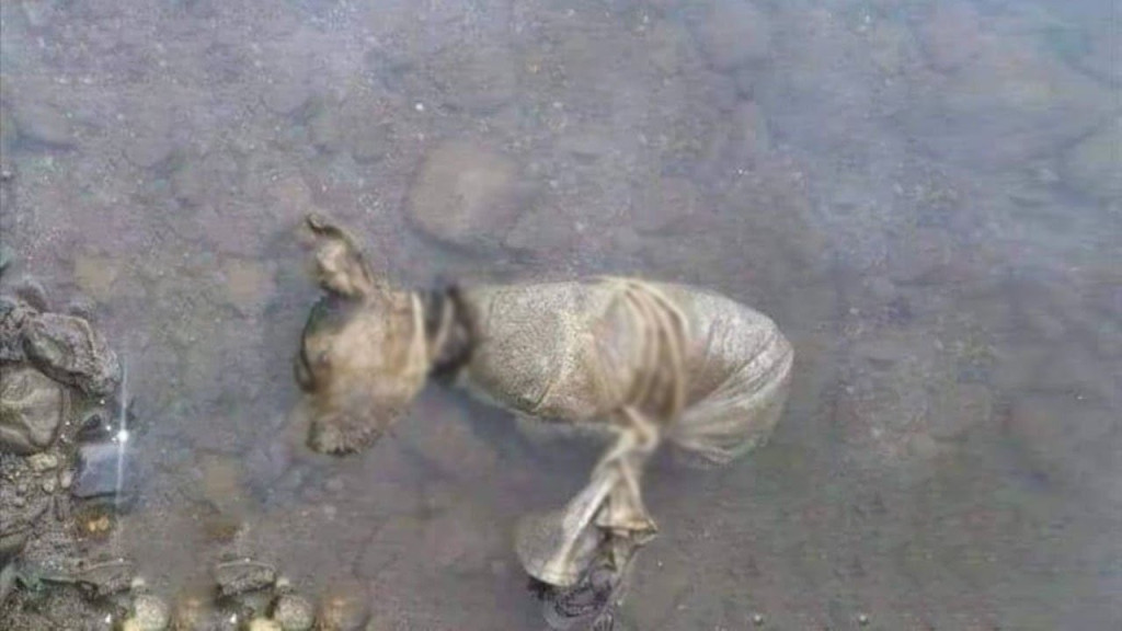 Once liberated from his constraints, Kad...