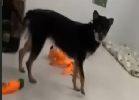 Kaden, fully trusting his new caretakers...