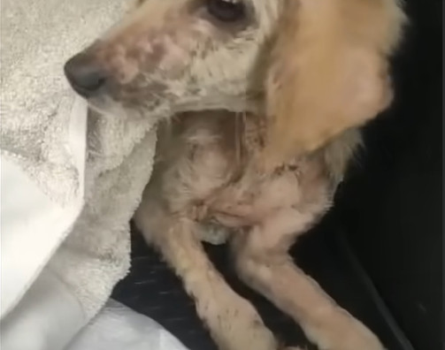 The operation was a success, marking the...