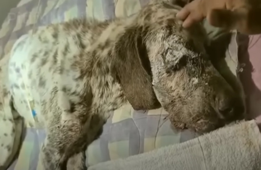 For several hours, I stayed with the dog...