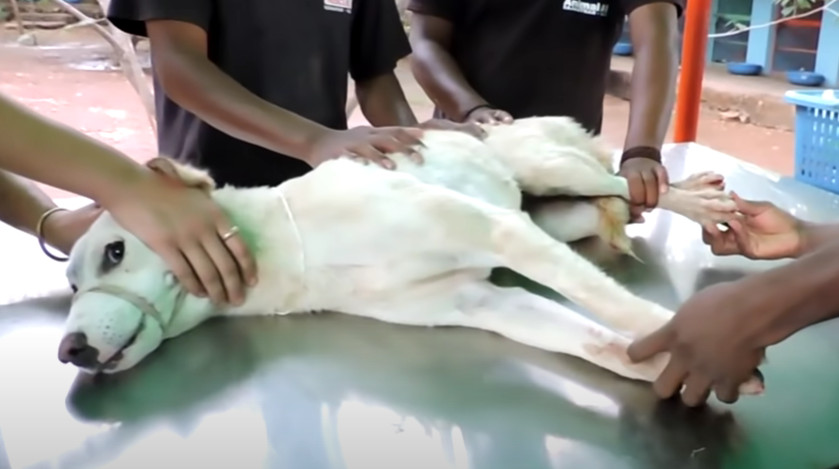 This harrowing incident underscored the ...