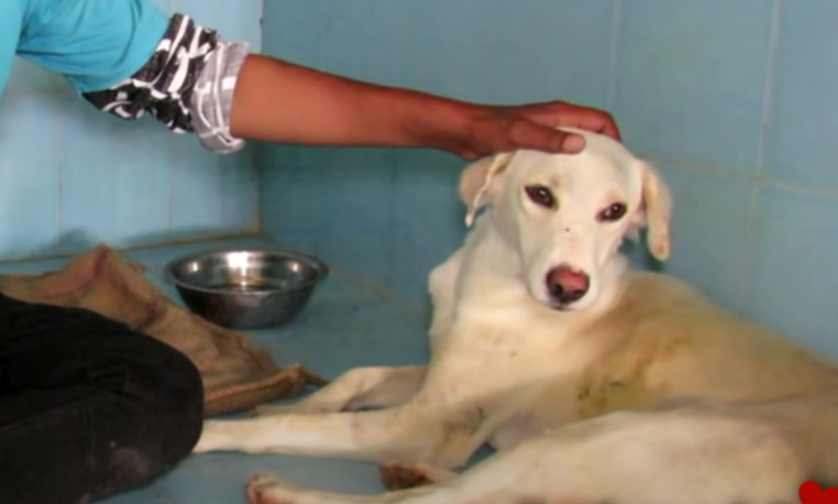 Extra image from article